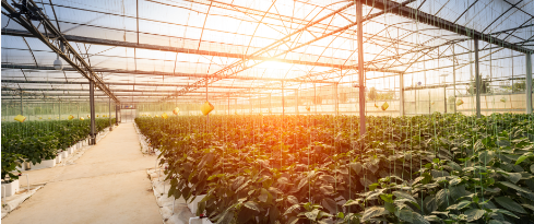 greenhouse