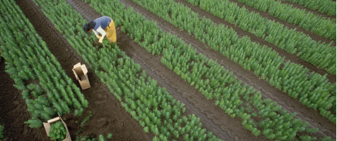 ornamentals insect control