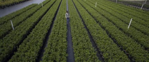 nursery birdview