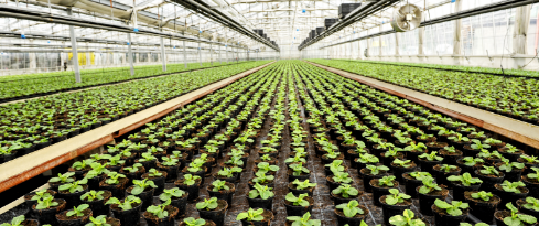 plants
