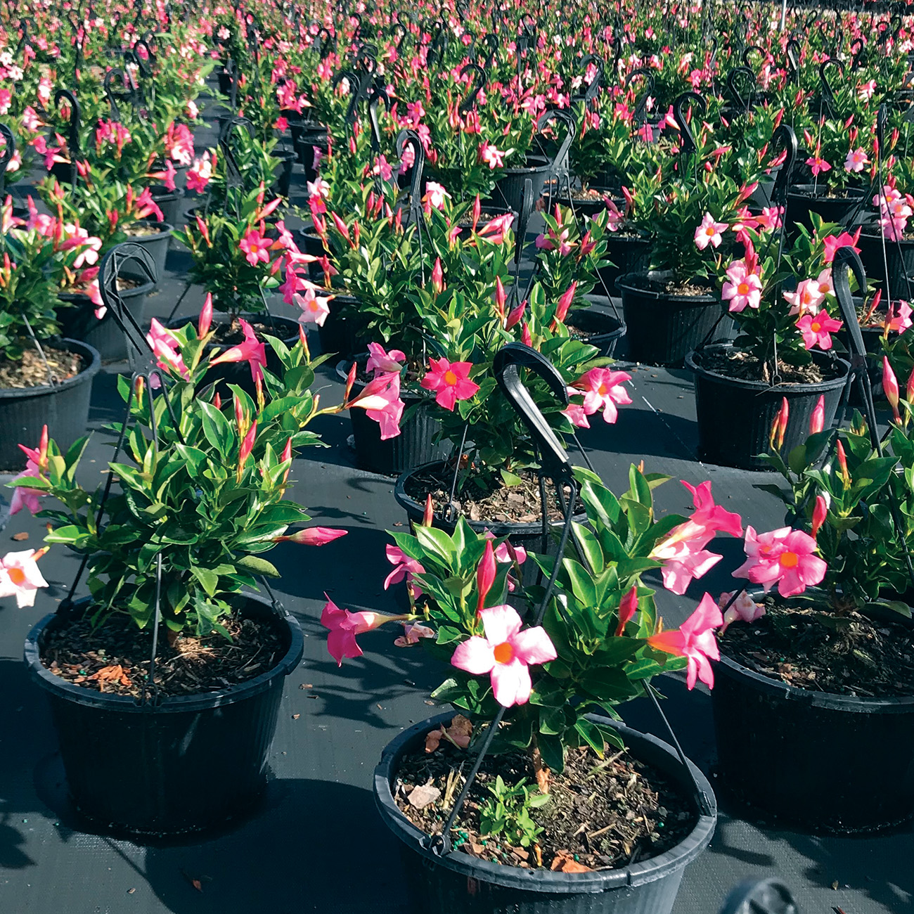 potted pink flowers