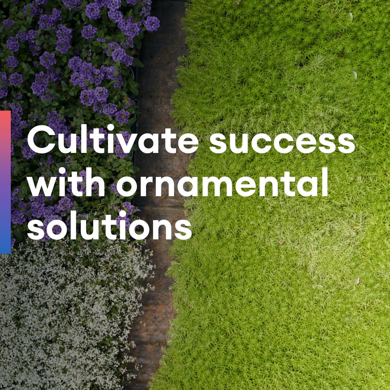 text Cultivate success with ornamental solutions image ornamentals from above