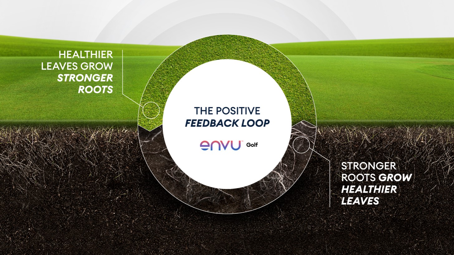 Healthier leaves grow stronger roots the positive feedback loop envu golf strong roots grow healthier leaves