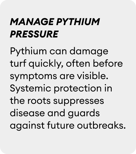 manage pythium pressure