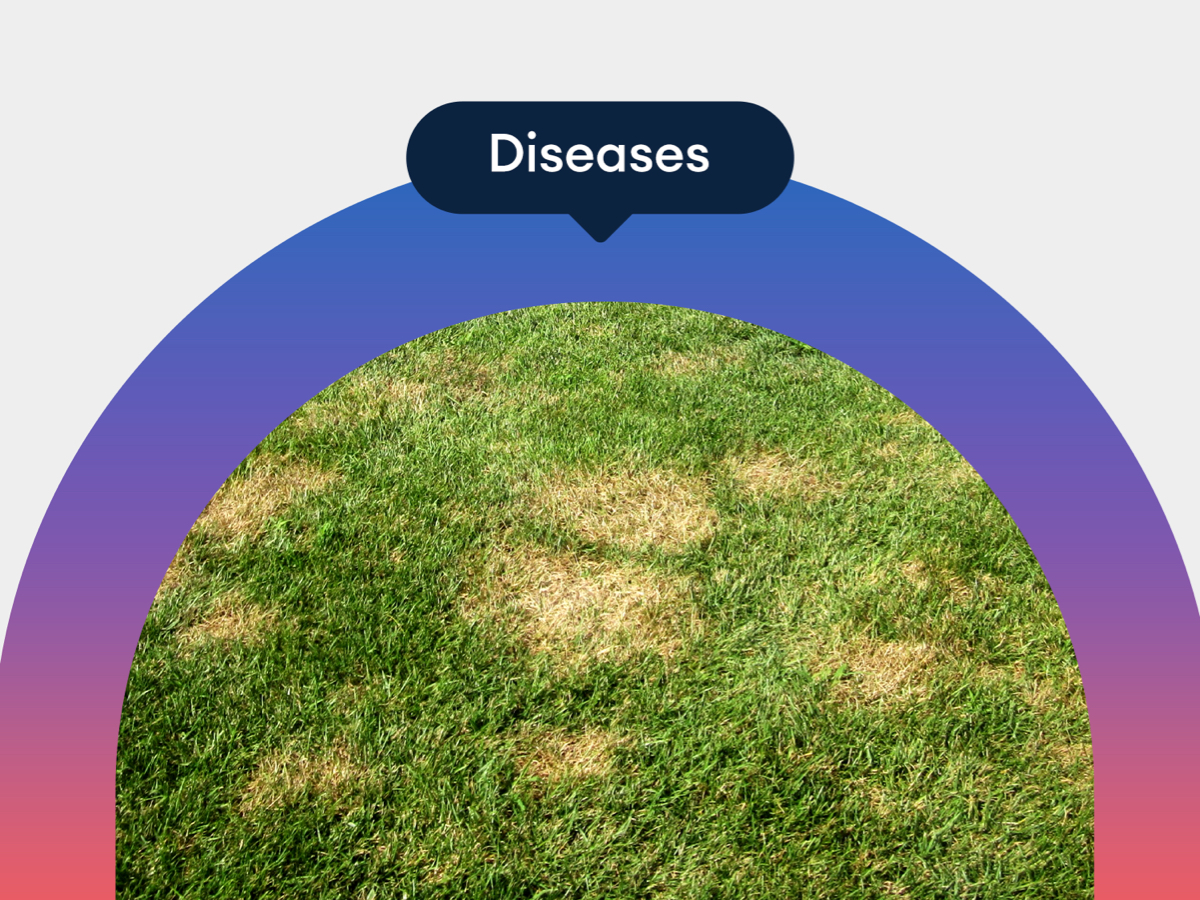 Diseases