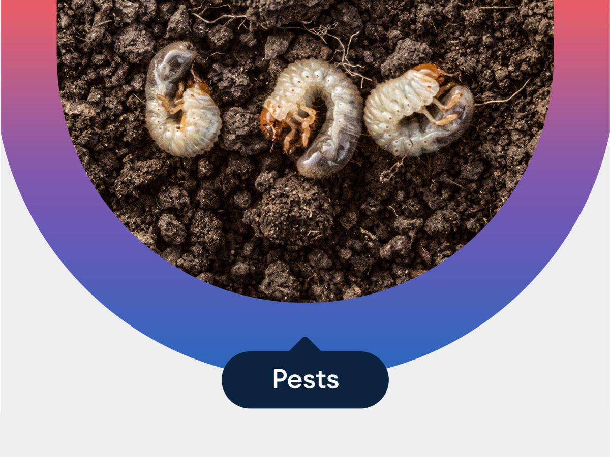 pests