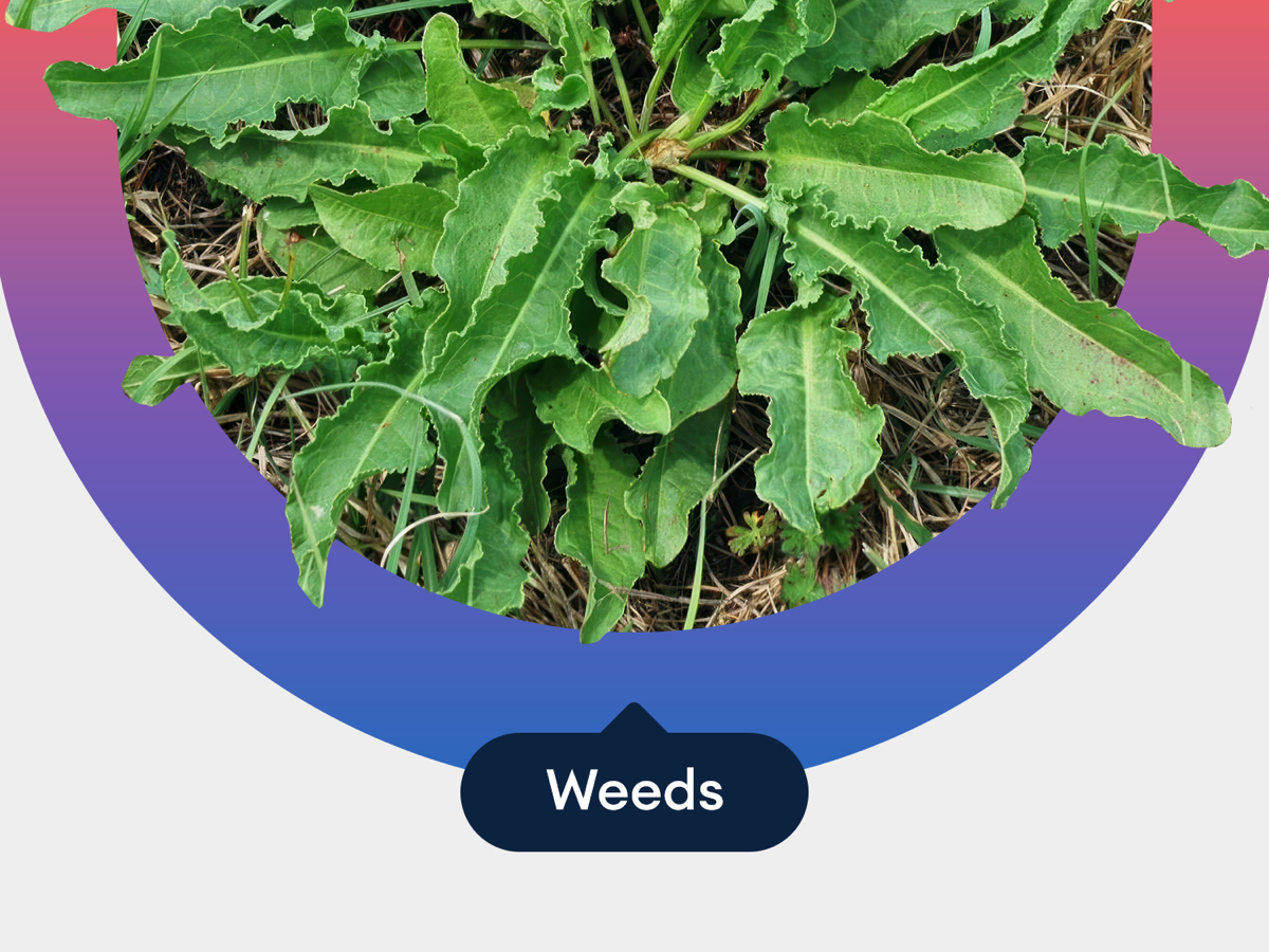 weeds