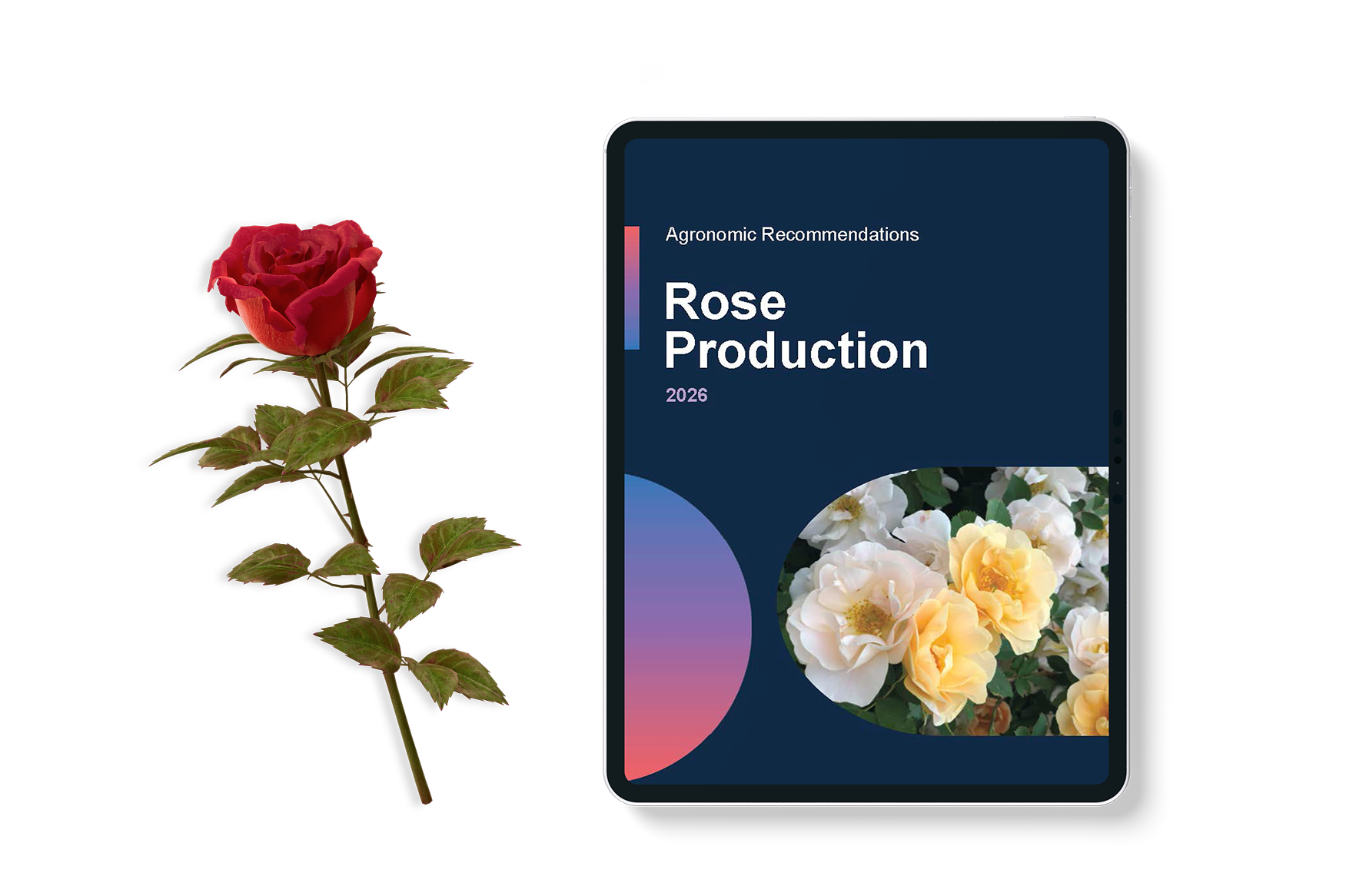 agronomic recommendations for rose production thumbnail