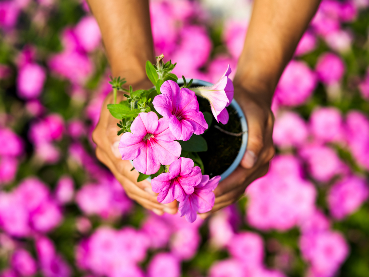 hands holding pink flowers in blue pot