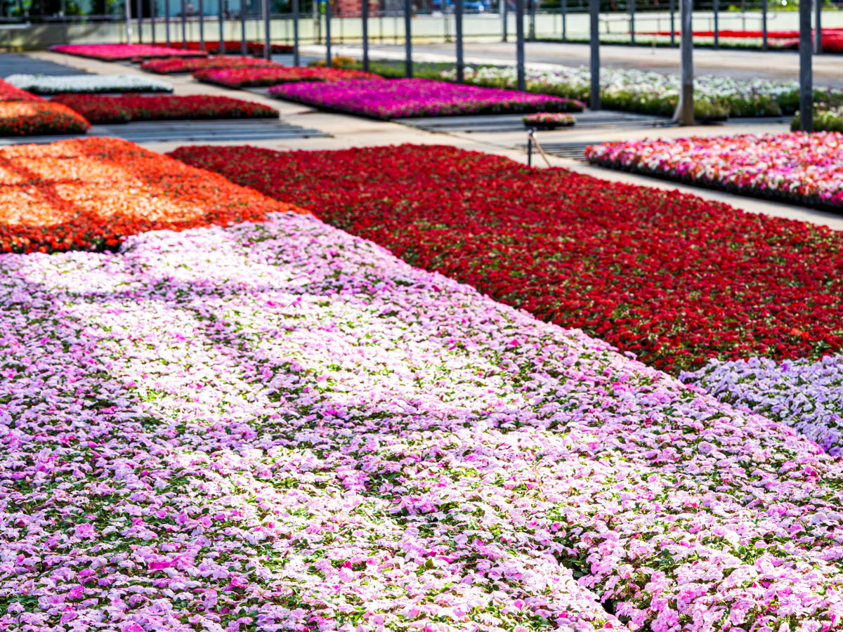 pink and red flowers in greenhouse