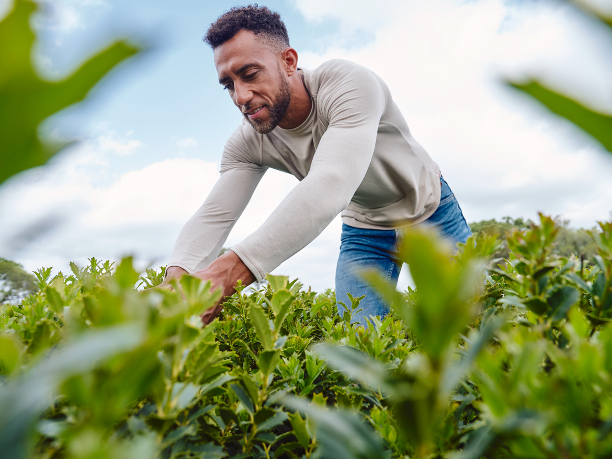 man bending over green plants