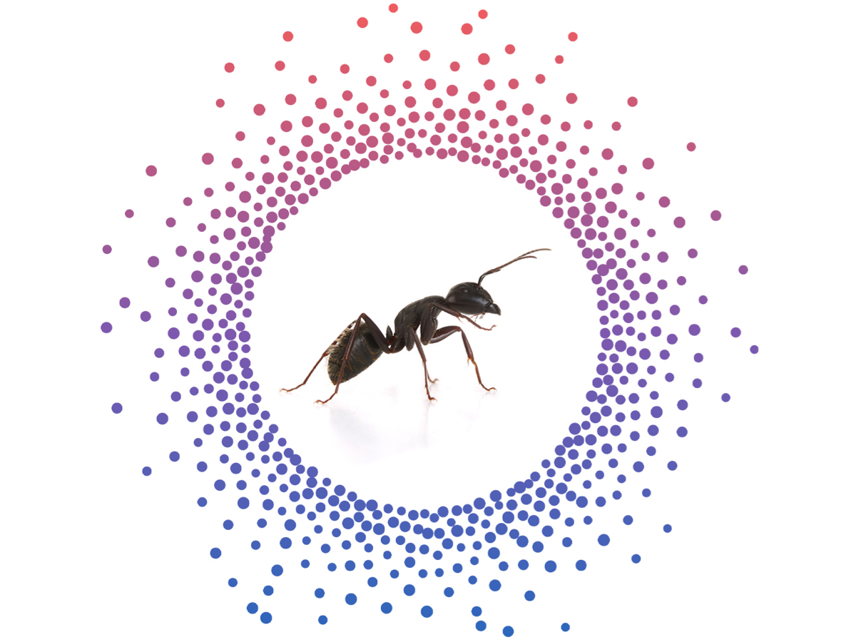 envu decorated small circles around an ant