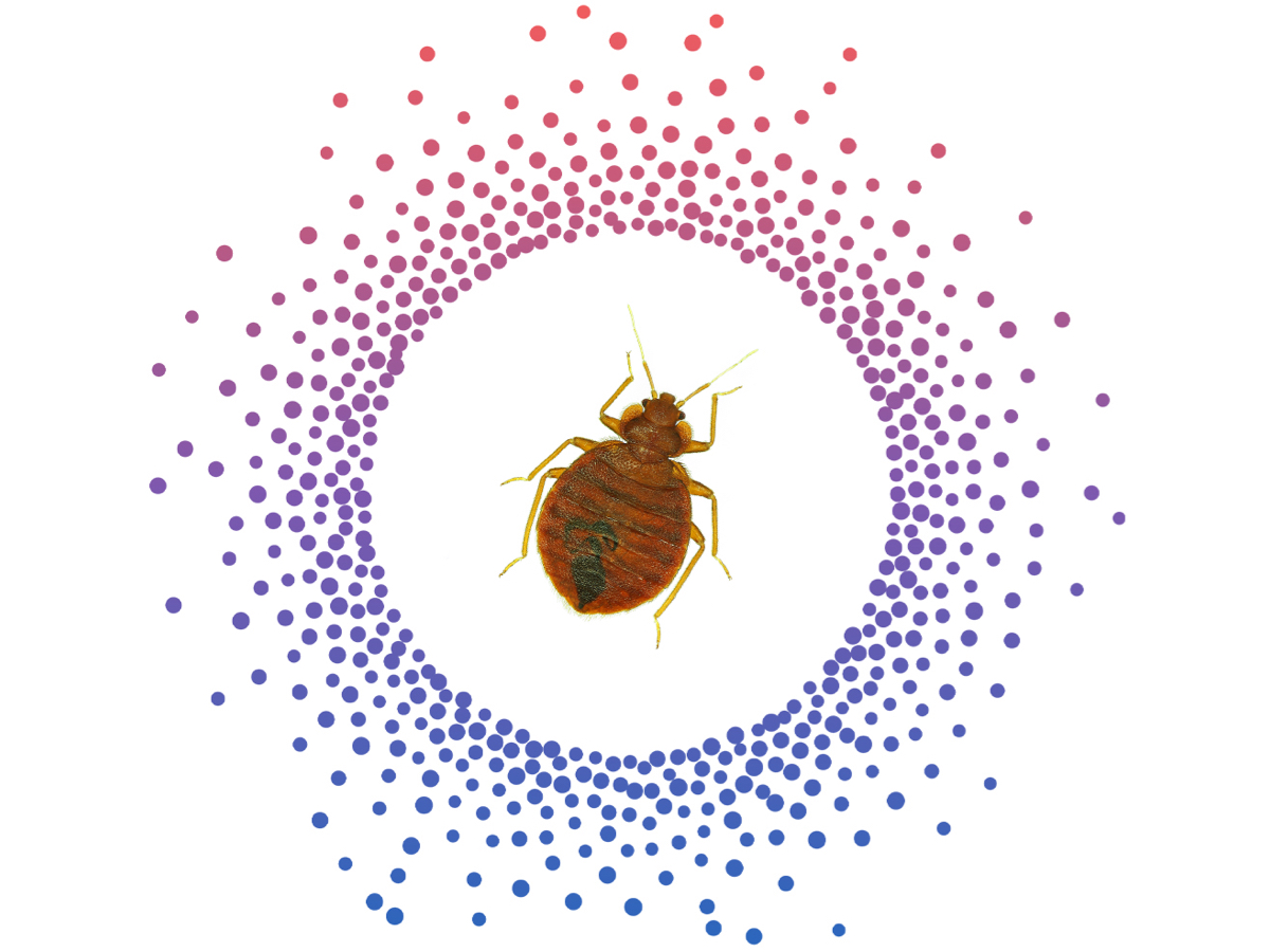 envu decorated small circles around a bedbug