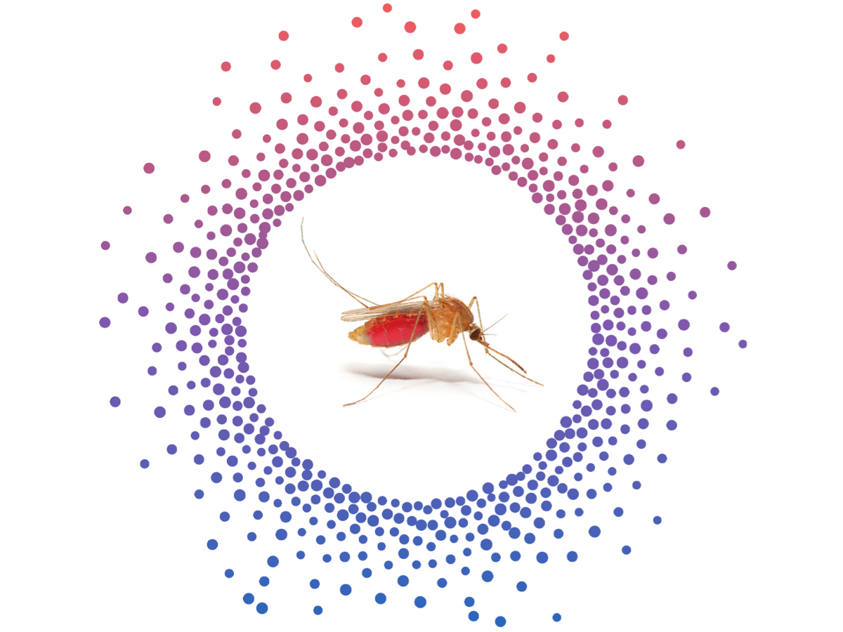 decorative circles surrounding mosquito