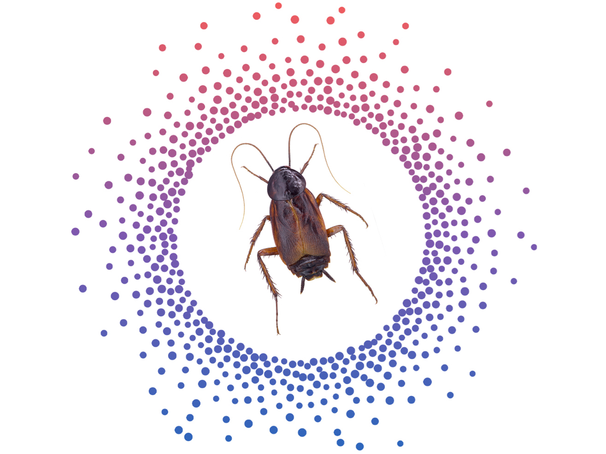 envu decorated small circles around a roach