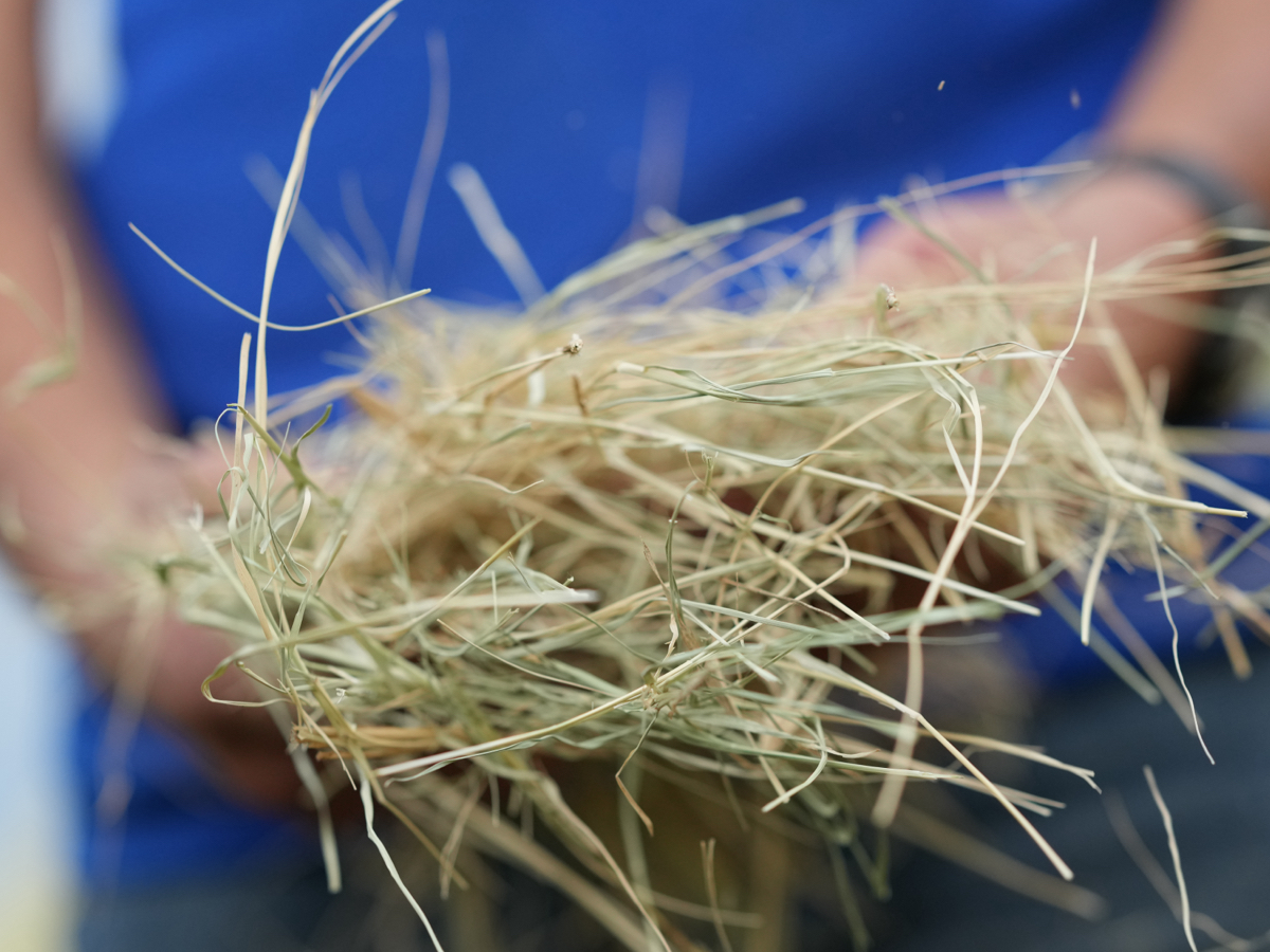 hands holding hay