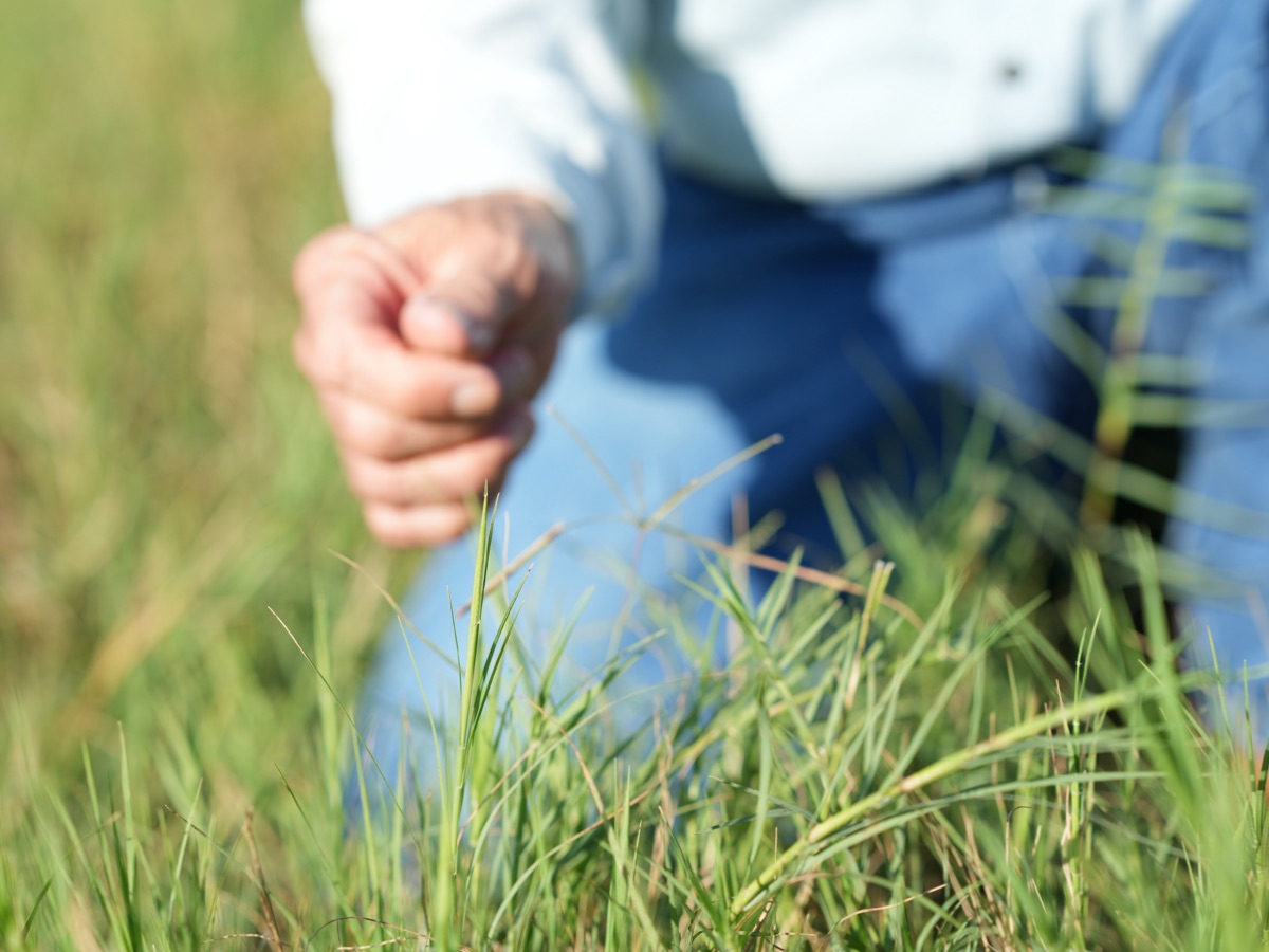 hand holding grass
