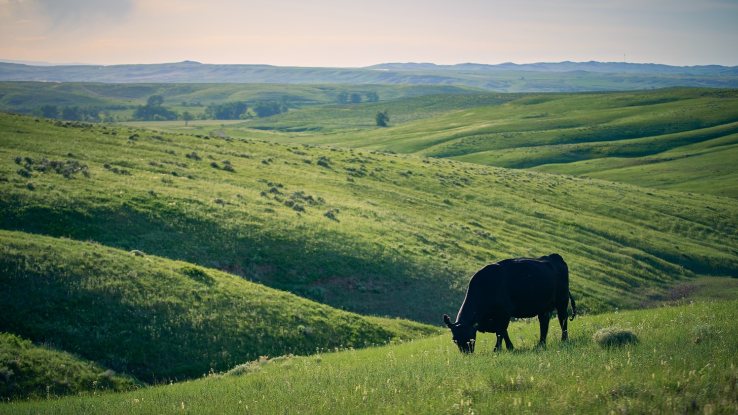 cow grazing in green hilly area