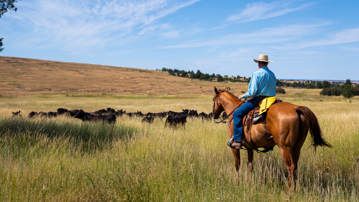 man on horse in cow pasture