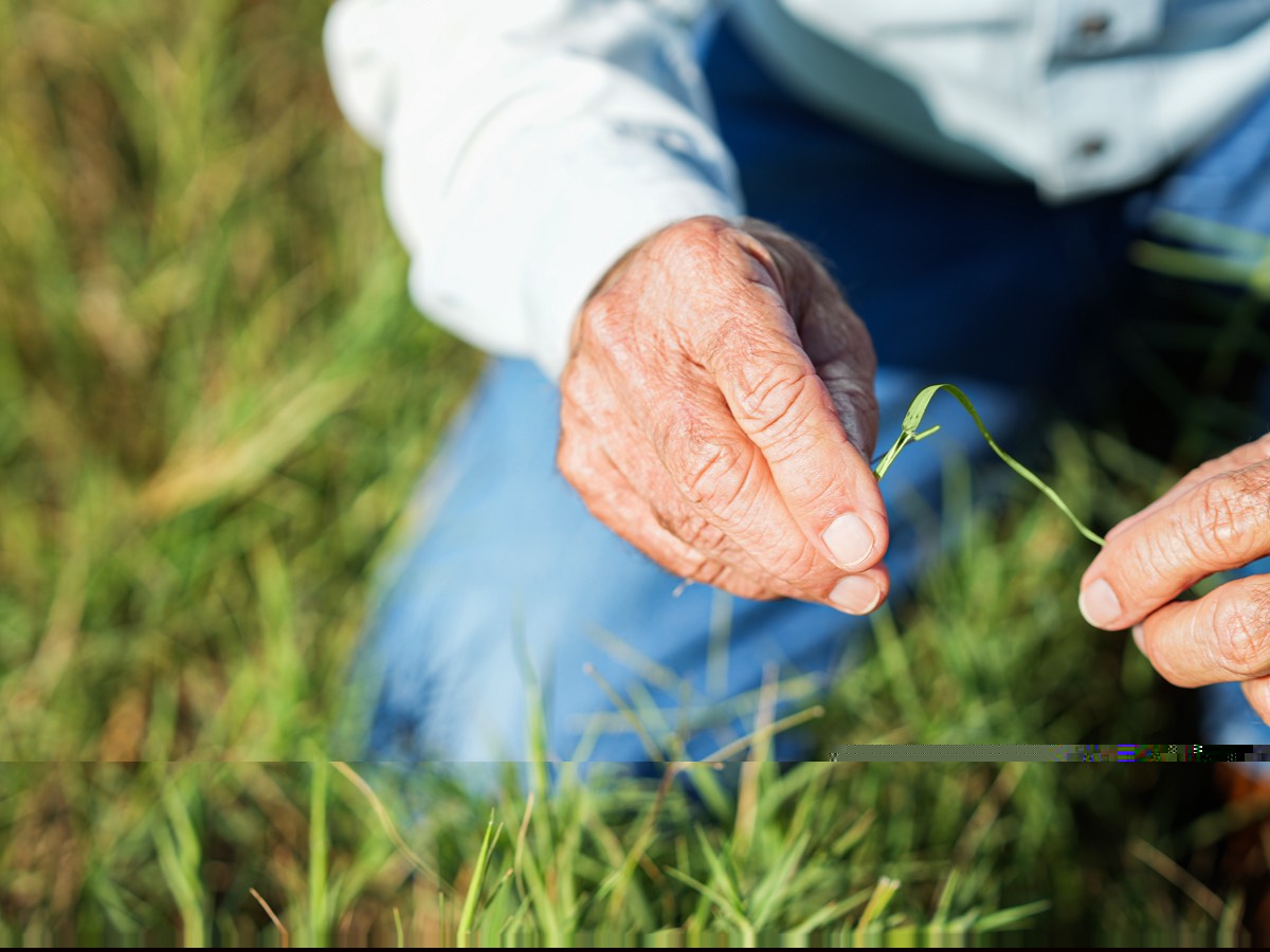 hand holding grass