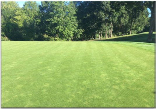 yellowing nematode symptom in cool season green 