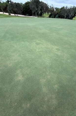 pythium root rot
