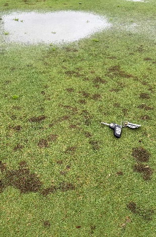 bipolaris leaf spot