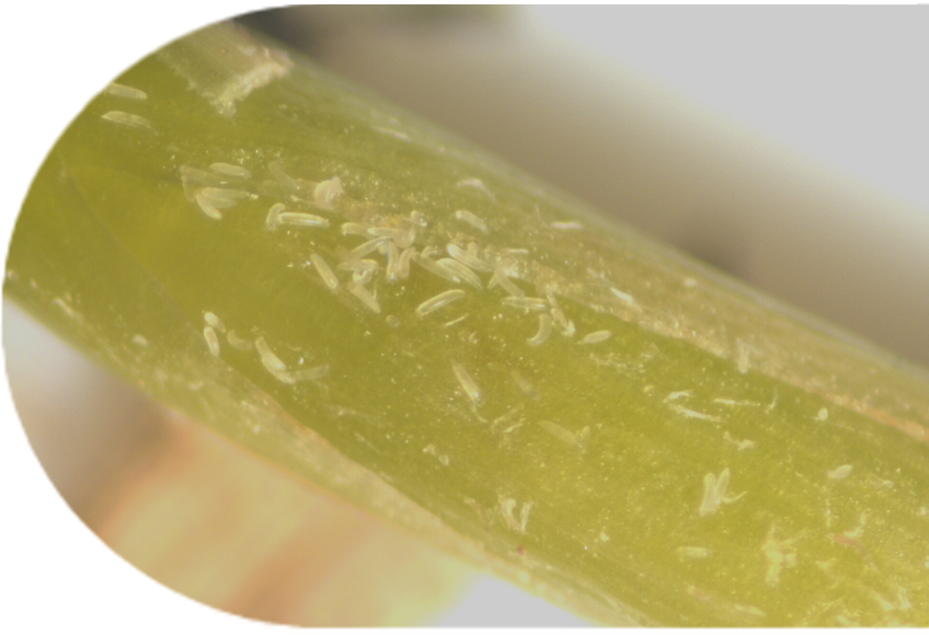 bermudagrass mites between leaf sheaths and stems