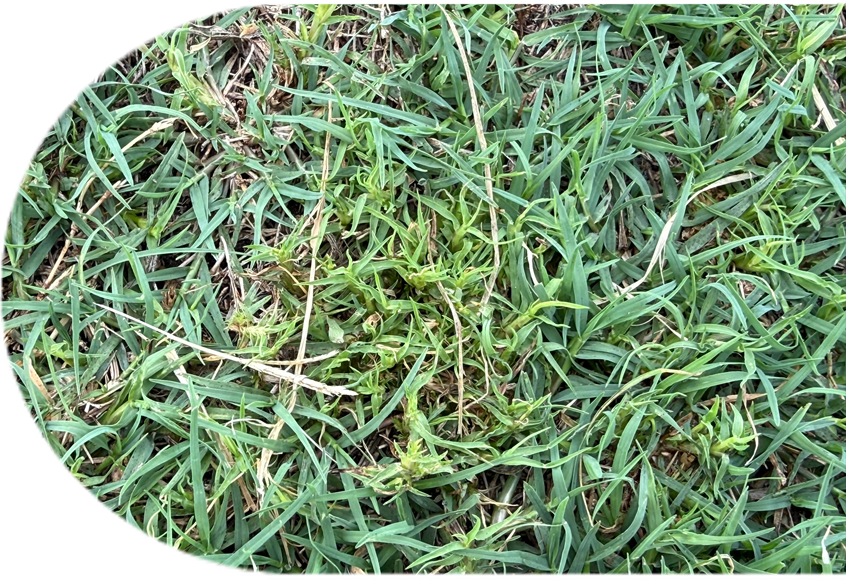 yellow stunted stems and thin turf caused by mites