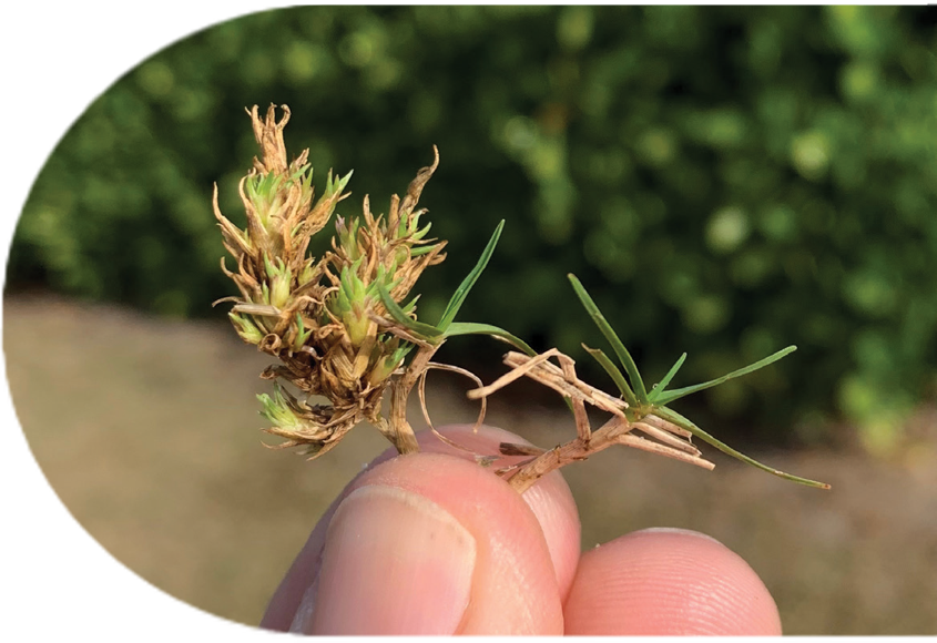 normal leaf growth