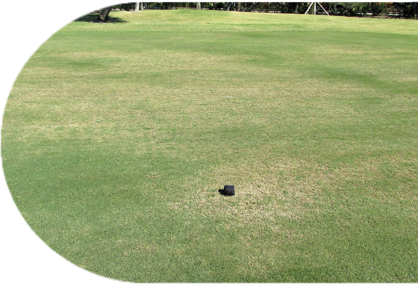 thin discolored turf caused by bermudagrass mite feeding in spring