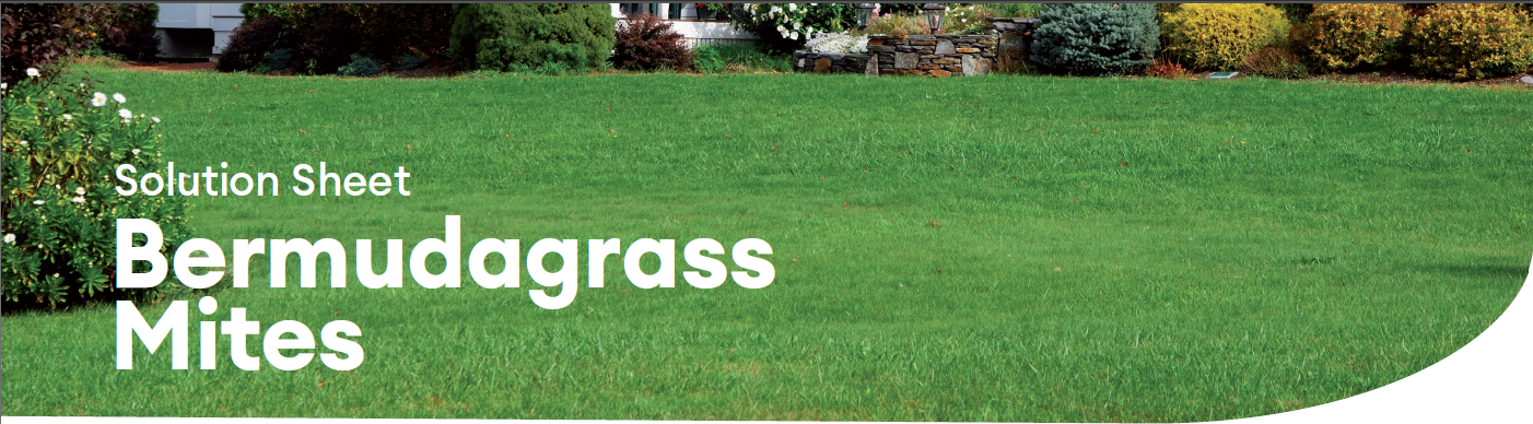 solution sheet bermudagrass mites