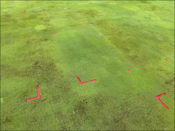 symptoms of pythium root rot