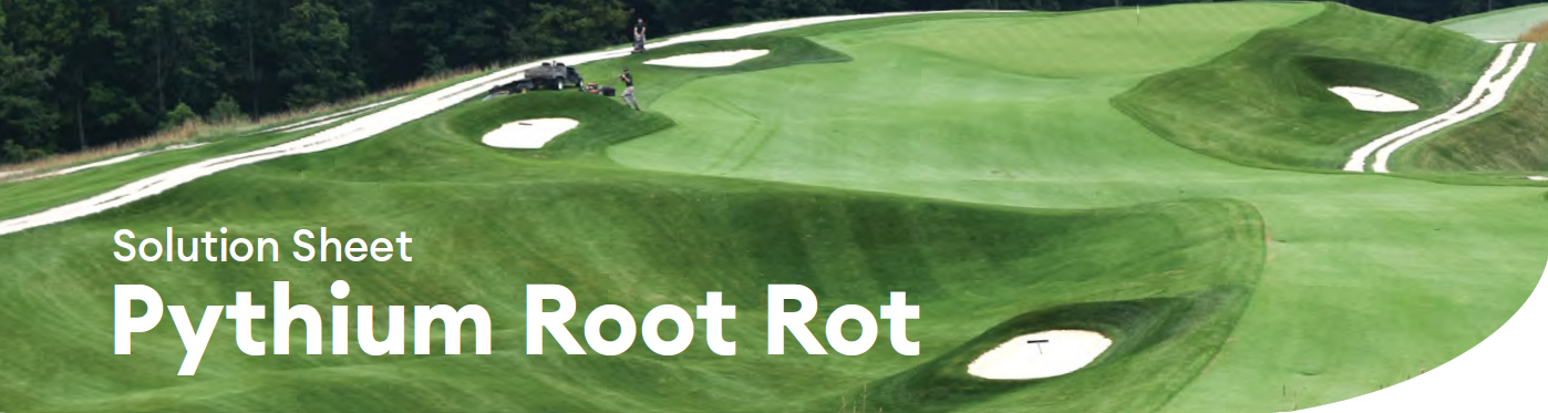 solution sheet pythium root rot