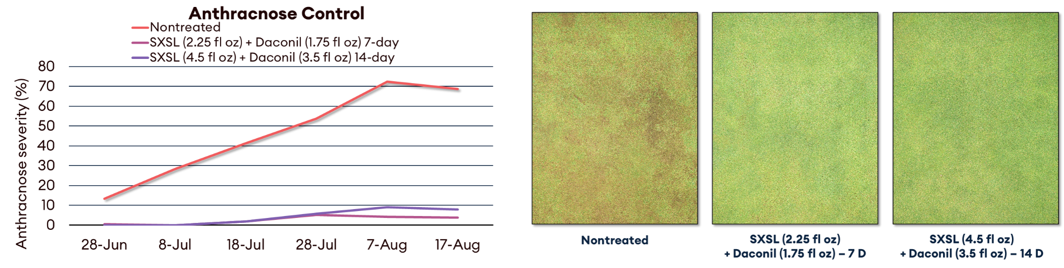 anthracnose control trial