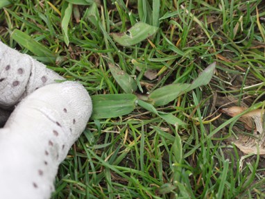 dallisgrass in turfgrass