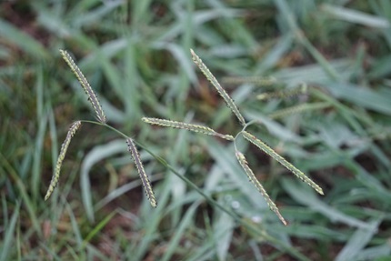 dallisgrass