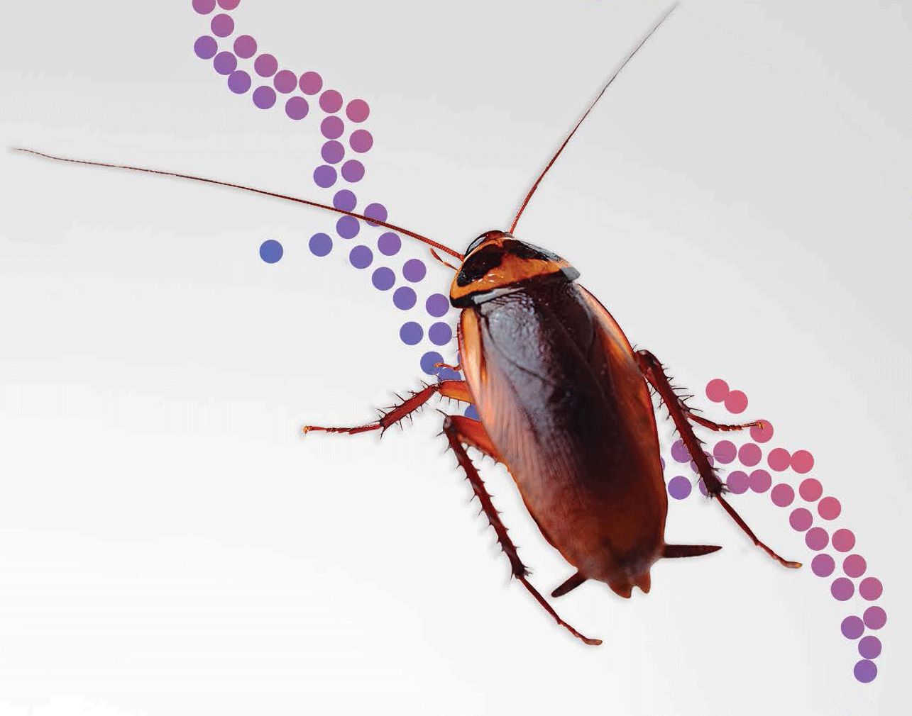 american cockroach