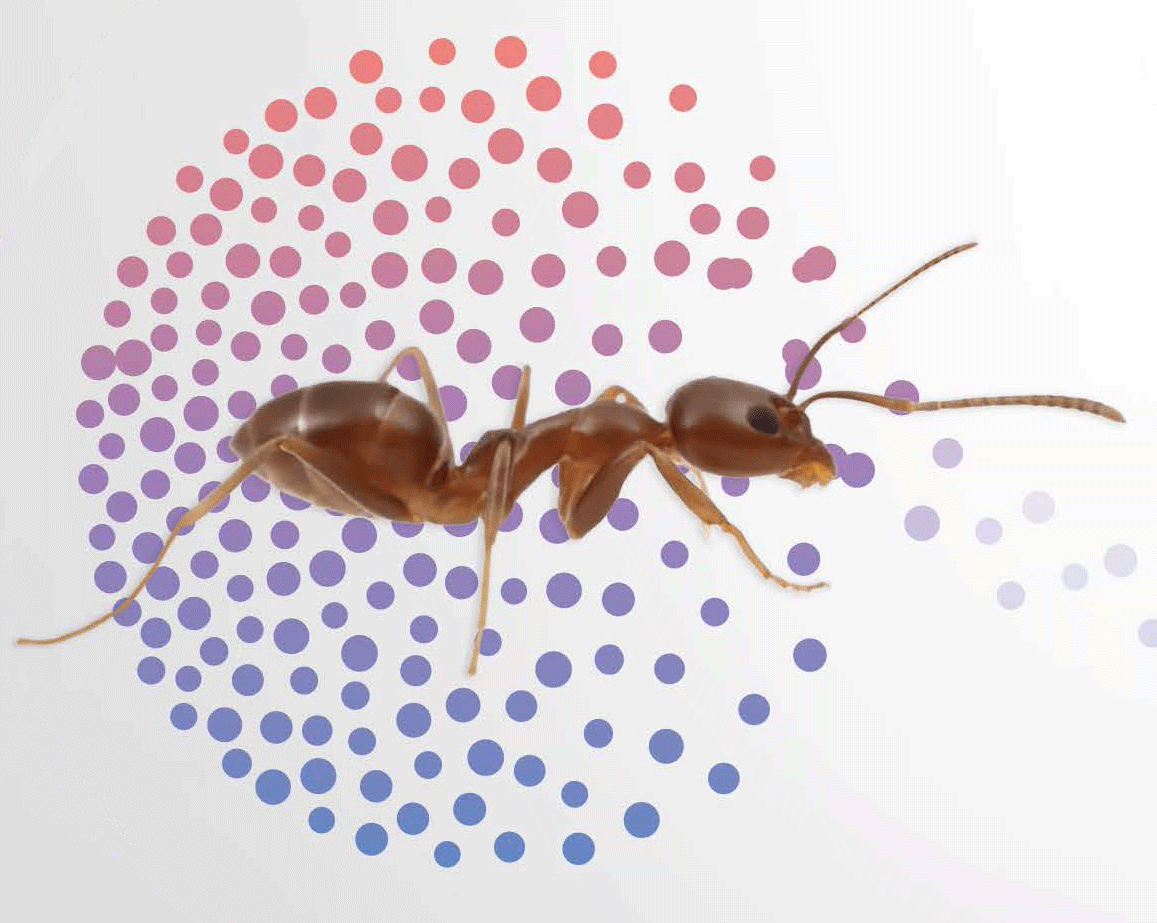 argentine ant
