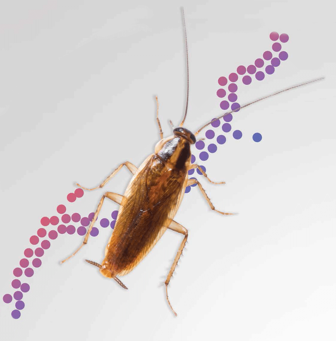 german cockroach
