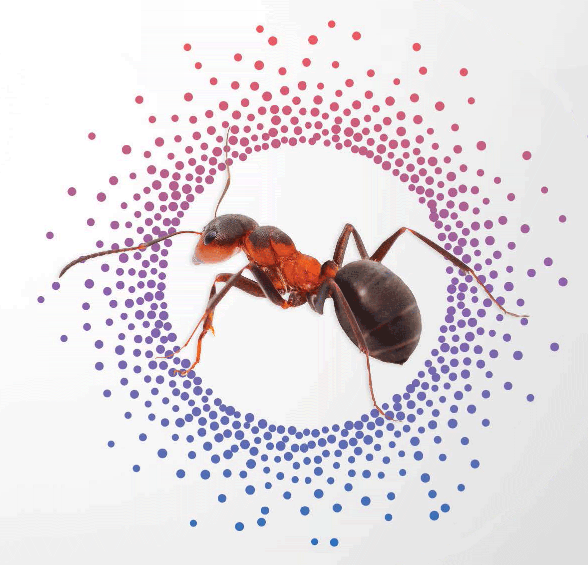 pharaoh ant