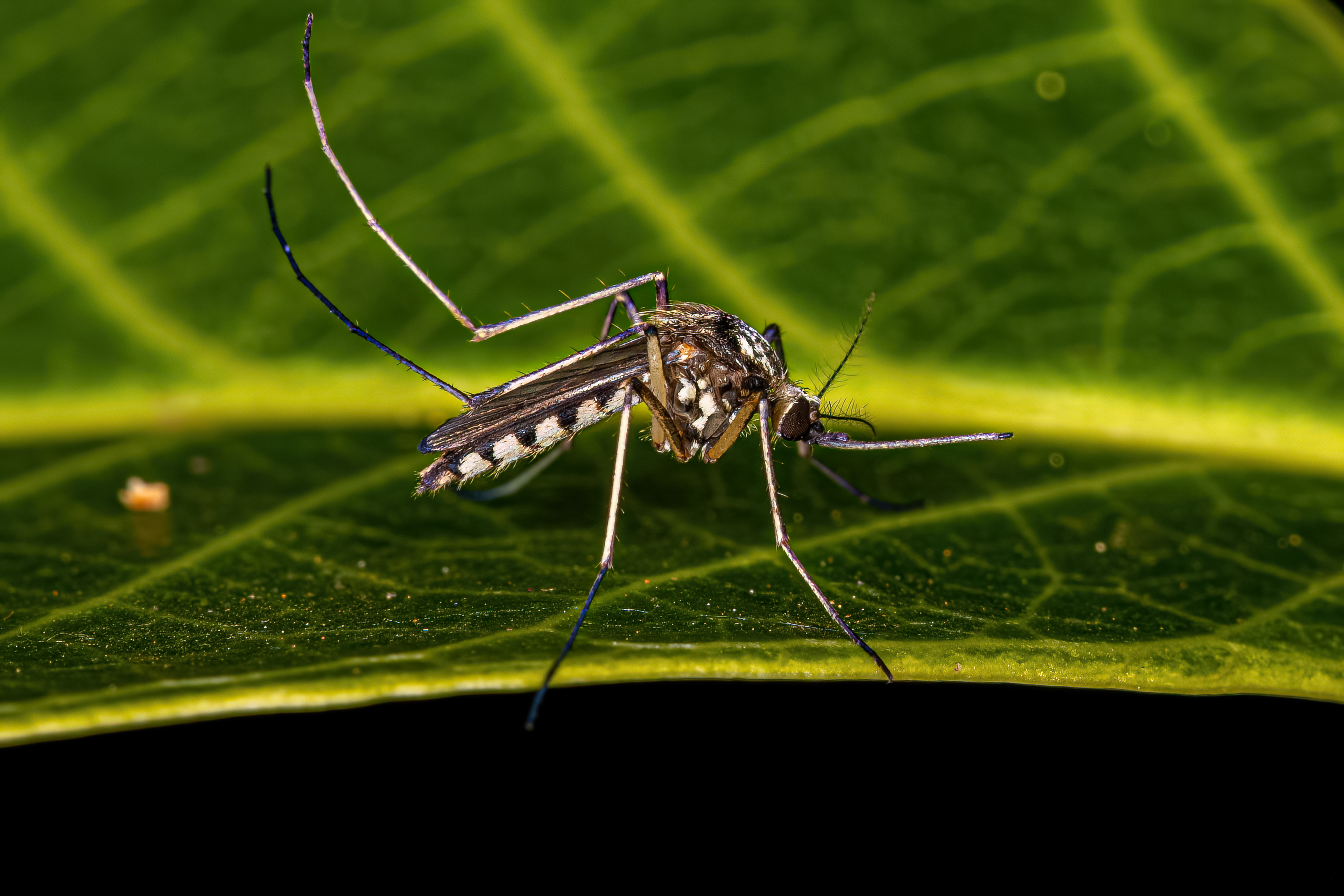 mosquito on green leaf