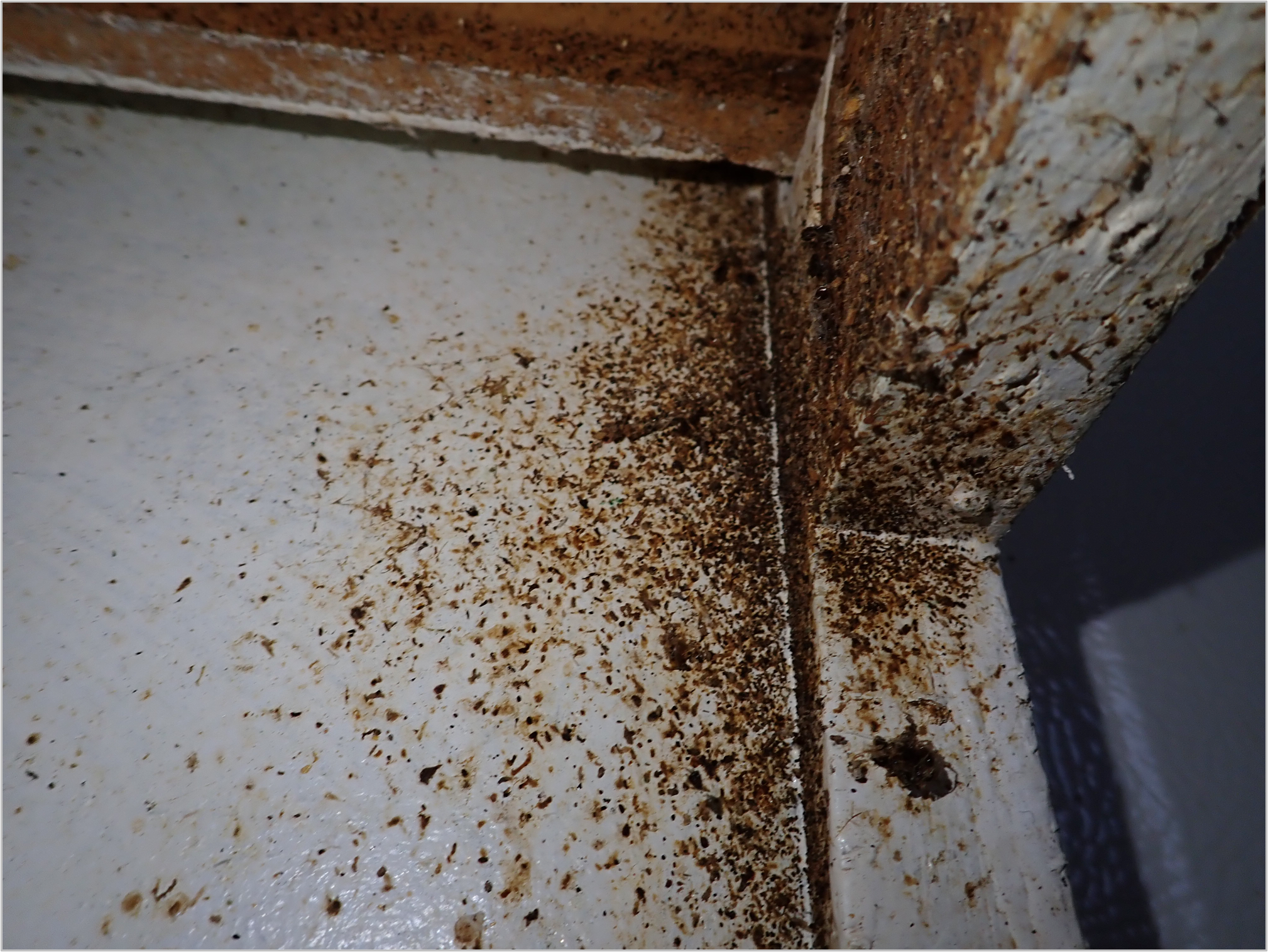 german cockroaches aggregation site