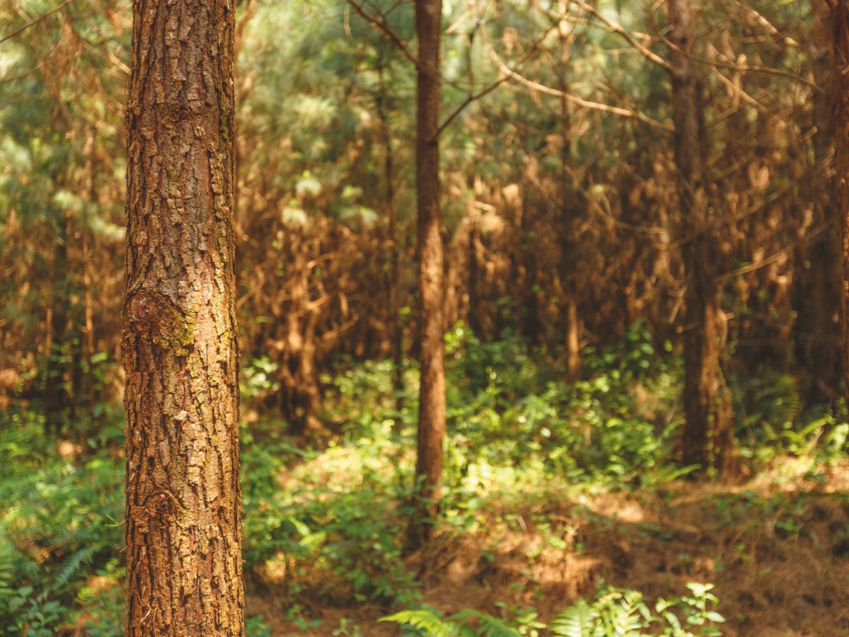 forest trees