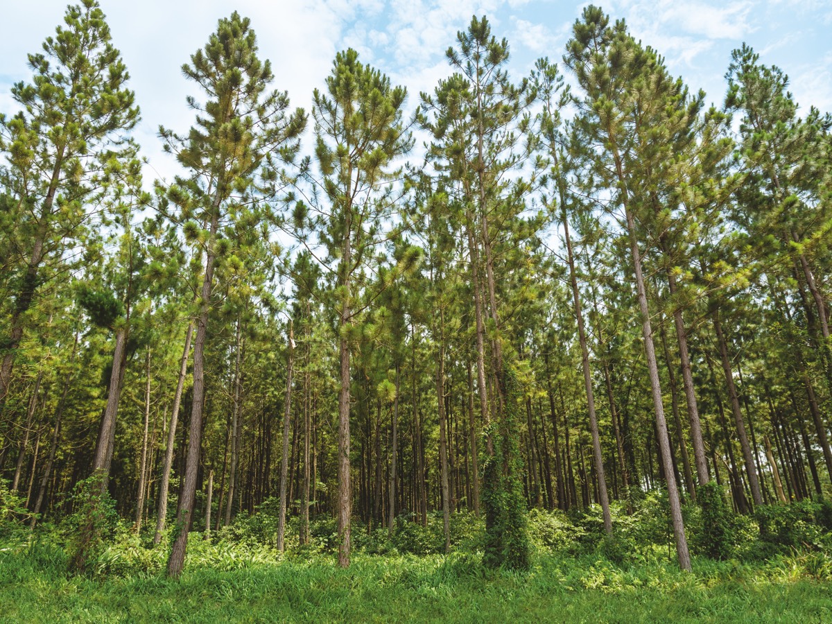 green forest