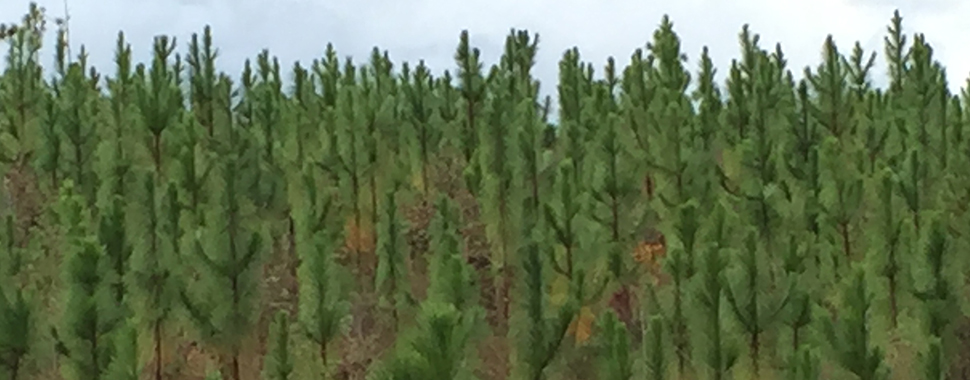 forestry