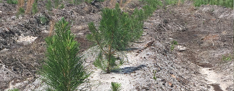 forestry
