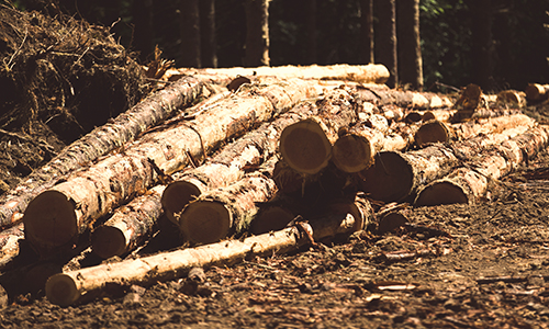 forestry logs