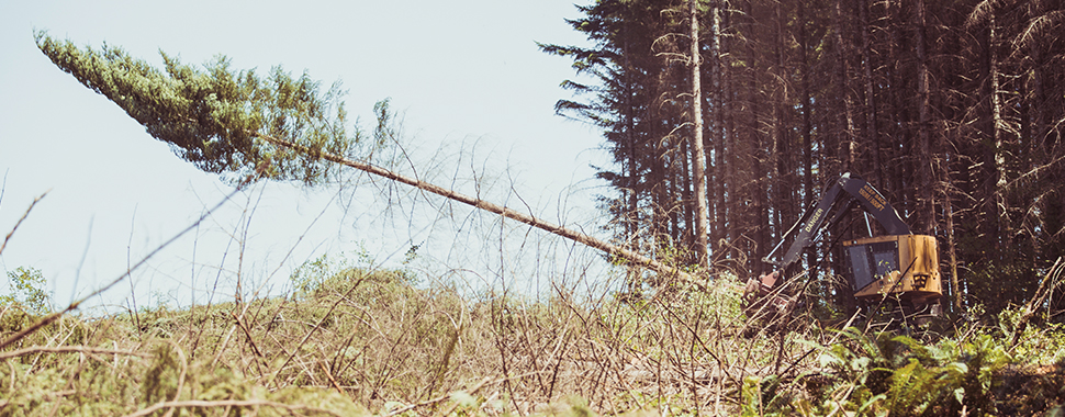 forestry