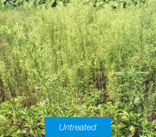 untreated
